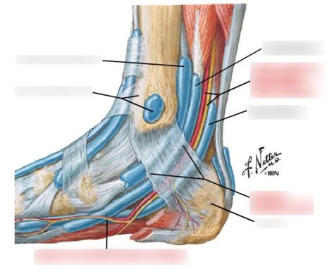 Medial Malleolus