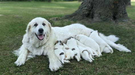 Great Pyrenees Puppies in the Midwest | AKC Registered