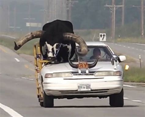 These Unbelievable Photos Show A Bull Named Howdy Doody Riding Shotgun ...