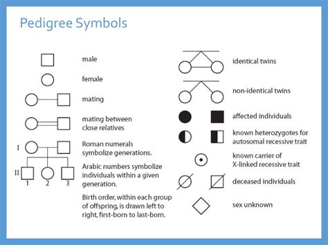 Pedigree Diagram Symbols