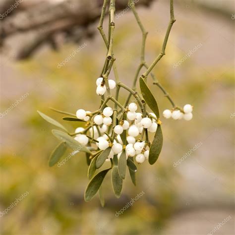 Mistletoe white berries - Viscum album — Stock Photo © digoarpi #70558951