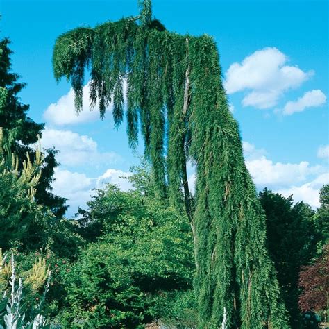 7.28-Gallon Weeping Giant Sequoia Feature Tree in Pot (With Soil ...