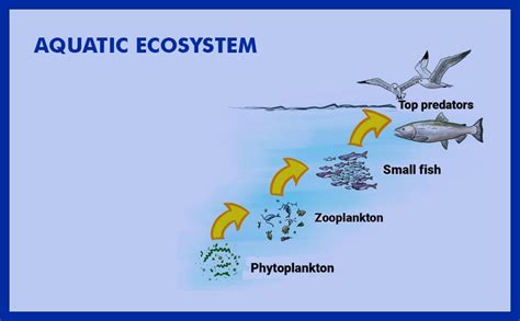 Aquatic Ecosystem - KSG India