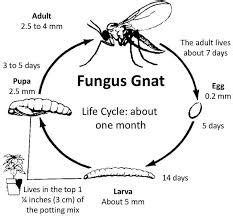 The Life Cycle of Fungus Gnats | Rolling Mountain Kush