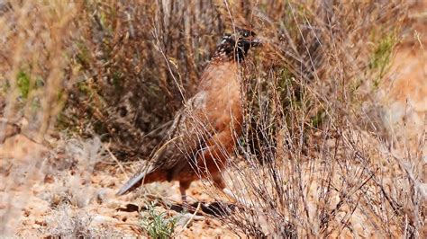 May Newsletter - Southern Arizona Quail Forever