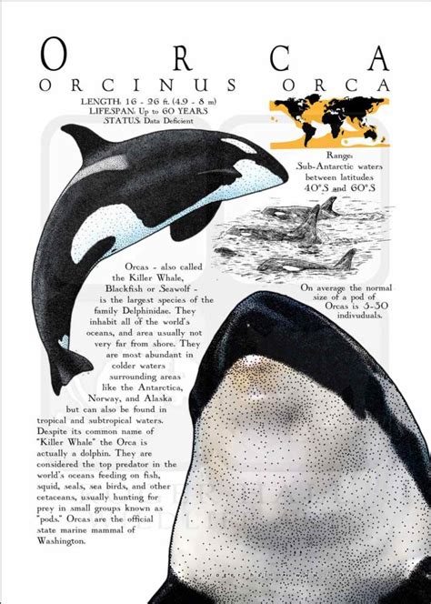 Orca Poster Print / Infographic