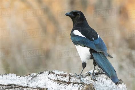 Common magpie Pica pica.The bird is sitting on a birch stump in the ...