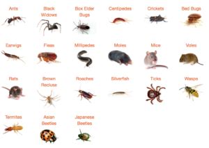 common household pests - Real Housewives of Minnesota