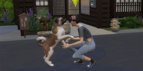 How To Train Your Pet In The Sims 4