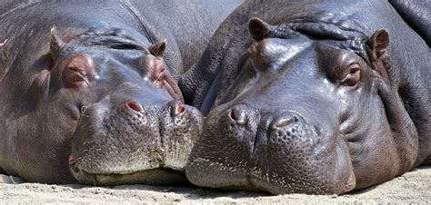 Hippo Fact Sheet | Blog | Nature | PBS