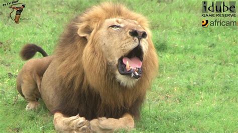 Powerful African Lion Roaring - YouTube