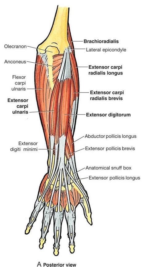 In human anatomy, the extensor indicis [proprius] is a narrow ...