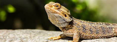 Bearded Dragon Care Guide - Tips, Supplies, and FAQs | PetSmart