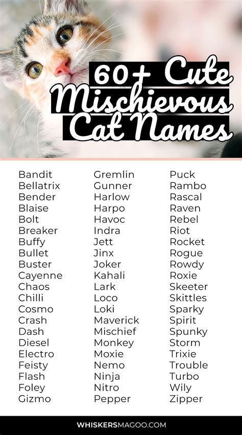 Really Cool Names For Cats