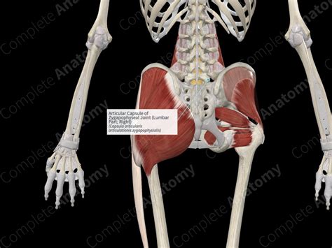 Articular Capsule of Zygapophyseal Joint (Lumbar Part; Right ...