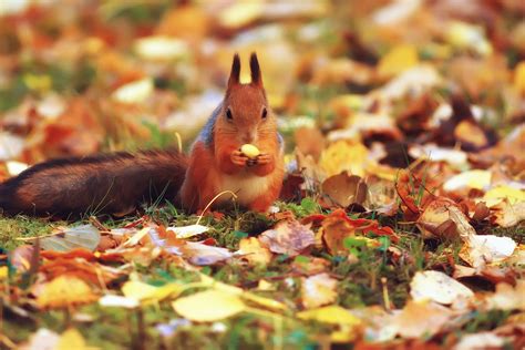 A Guide to Autumn Wildlife