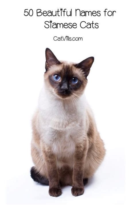 50 Beautiful Siamese Cat Names For Your Elegant Kitty