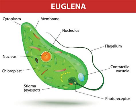 Euglena Diagram