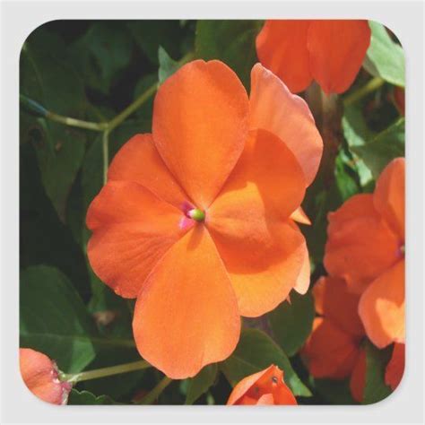 Vivid Orange Vermillion Impatiens Flower Square Sticker | Zazzle.com in ...