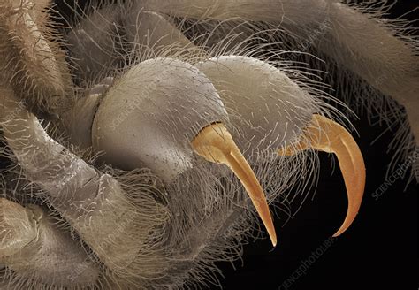 SEM of tarantula fangs - Stock Image - Z430/0352 - Science Photo Library