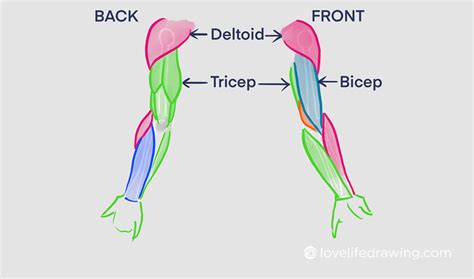 Arm Muscle Anatomy Drawing