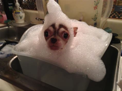 Dog bath - Funny pictures of animals