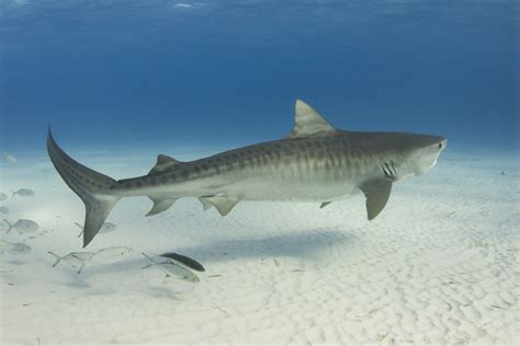 Study reveals tiger shark movements around Maui, Oahu - West Hawaii Today