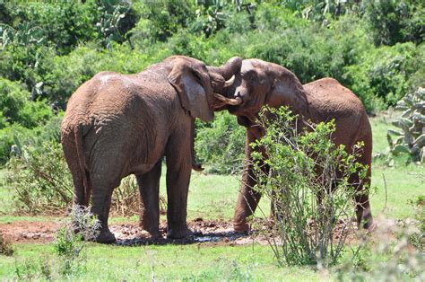 Addo Elephant National Park | Necessary Indulgences