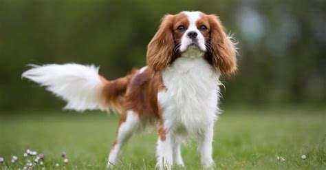 Cavalier King Charles Spaniel - A-Z Animals