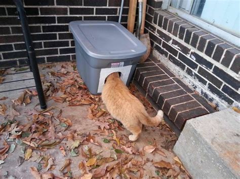 Learn How to Make the Cheapest and Easiest Cat Shelter for Winter ...