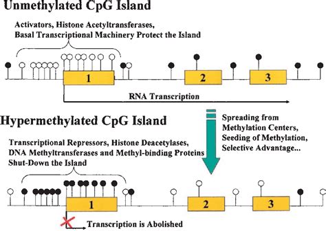 CpG island hypermethylation and tumor suppressor genes: a booming ...