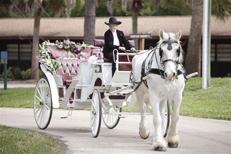 Horse and Carriage for Wedding | Horse and carriage wedding, Wedding ...