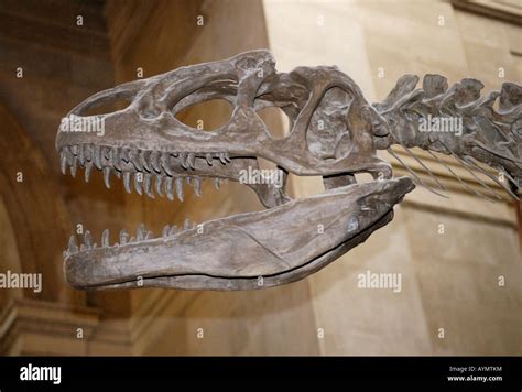 Allosaurus fragilis skeleton hi-res stock photography and images - Alamy