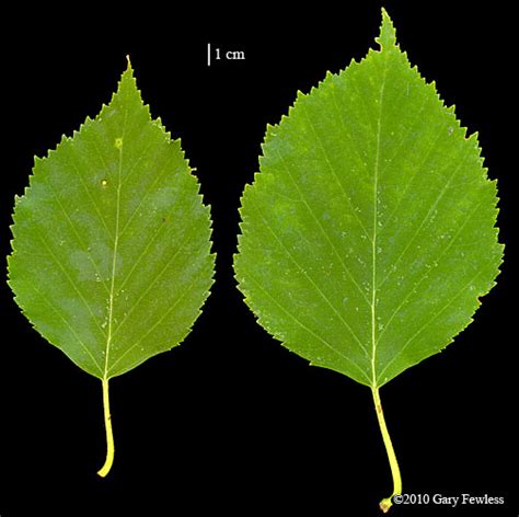 Trees of Wisconsin: Betula papyrifera, paper birch