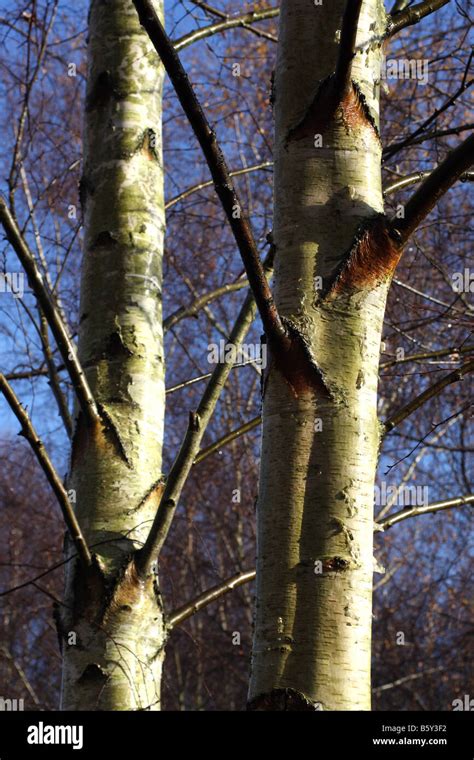 Birch trees in winter Stock Photo - Alamy