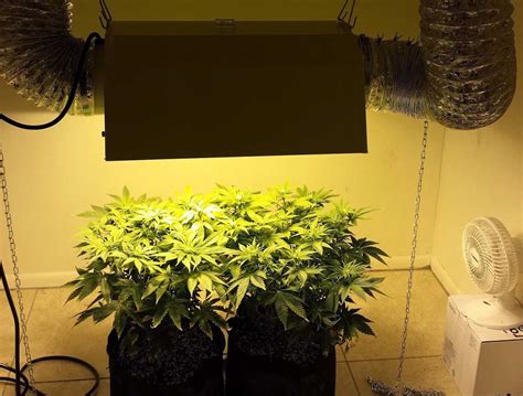 Cannabis Grow Light Breakdown: Heat, Cost & Yields | Grow Weed Easy