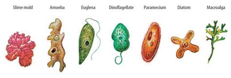 Protista Examples With Scientific Names