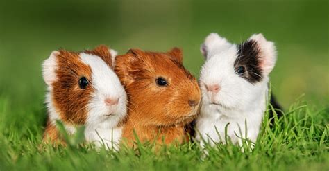 Guinea Pig Names: Boy and Girl Names for Your Guinea Pig - A-Z Animals