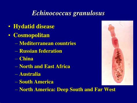 PPT - Echinococcus granulosus PowerPoint Presentation - ID:465018