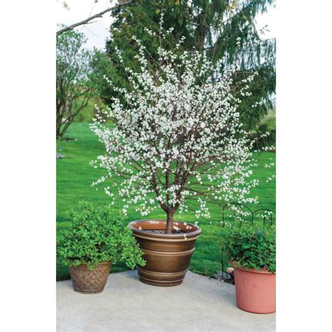 10 Dwarf Trees for Your Backyard | The Family Handyman