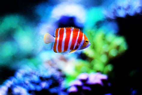 Most Unique and Rare Saltwater Aquarium Fish