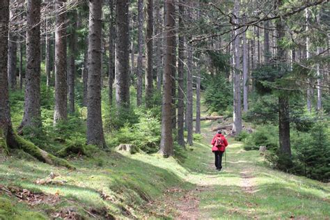 Ardennes Wild Autumn Guided Hiking Weekend. 2-day trip. Certified guide