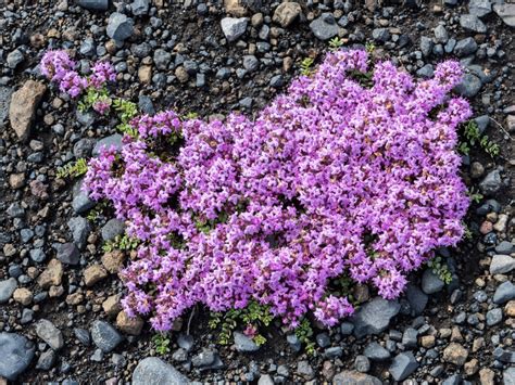 Creeping Thyme Plant Care - How To Plant Creeping Thyme Ground Cover