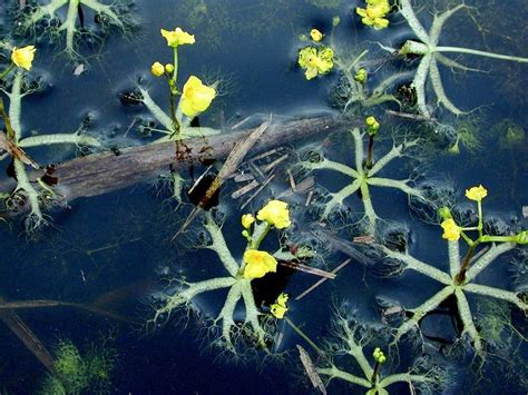 bladderwort (1) - Carnivorous Plant Resource