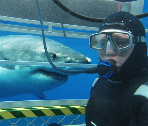 Cage dive with Great White Sharks! // South Australia | Shark cage ...