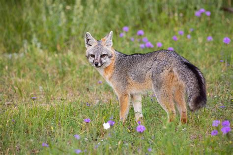 Types Of Foxes