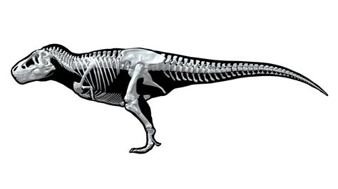 Tyrannosaurus Skeleton Model