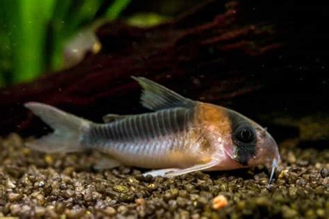 Cory Catfish Pregnant? A Closer Look At Its Breeding - eFishkeeping