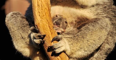 What’s a Baby Koala Called + 4 More Amazing Facts and Pictures! - A-Z ...