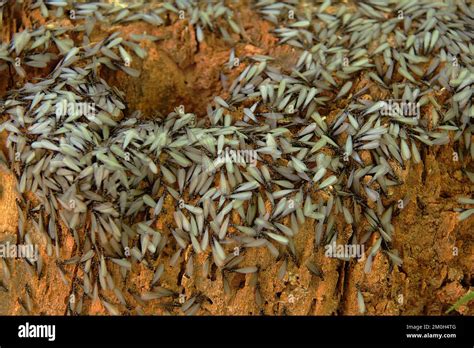 Virginia, USA. A swarm of flying termites on a rotten tree stump Stock ...